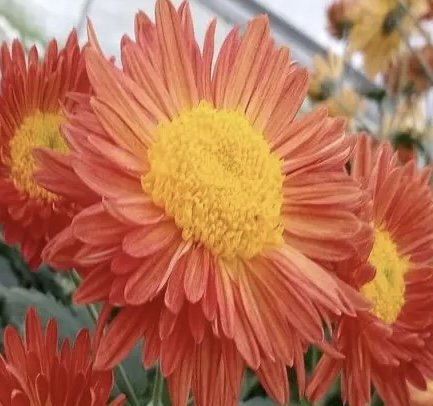 Seasons Kellies Sunrise