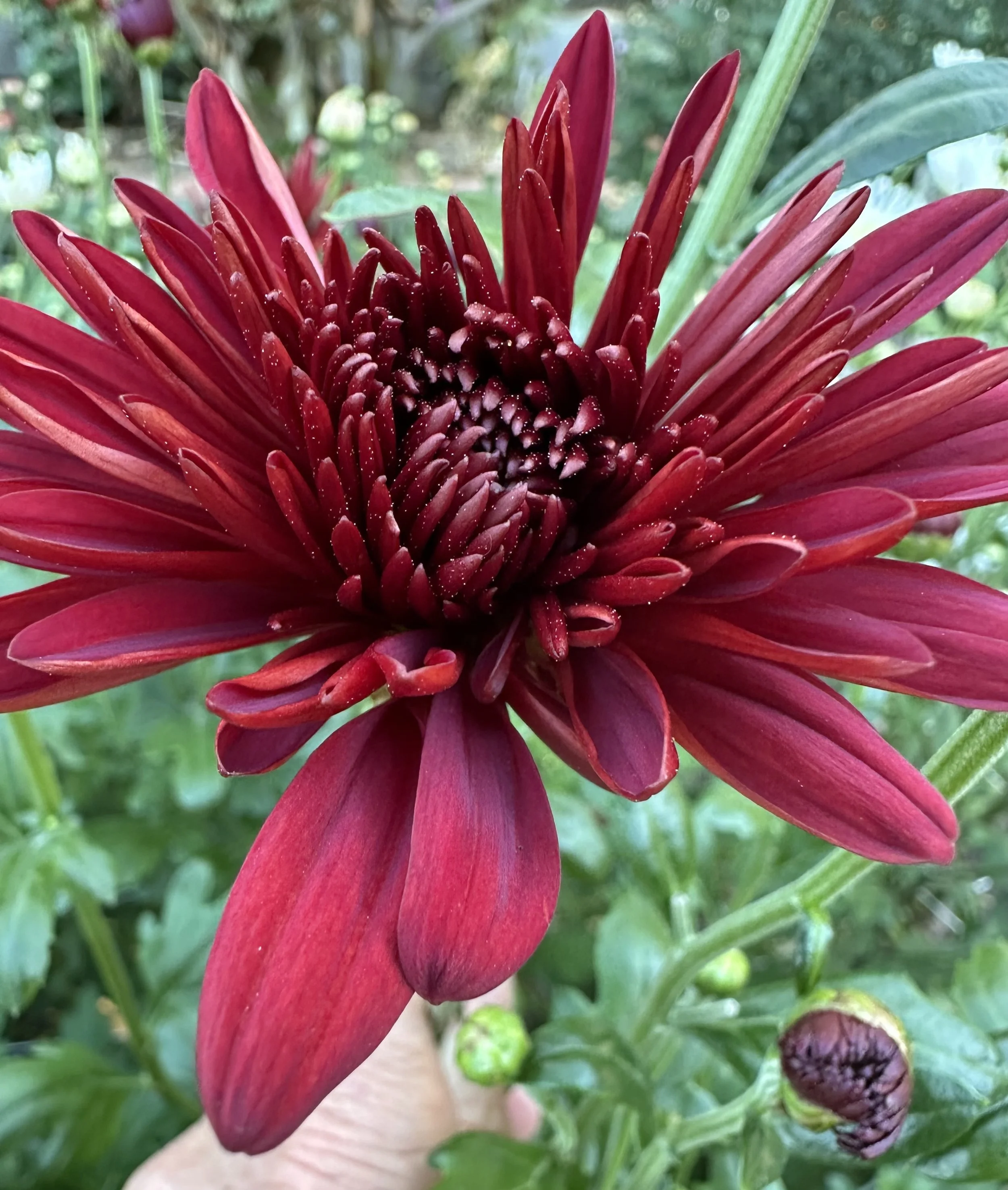 Burgundy