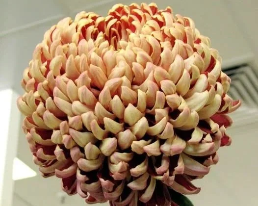 stoakes+rustic.jpg chrysanthemum