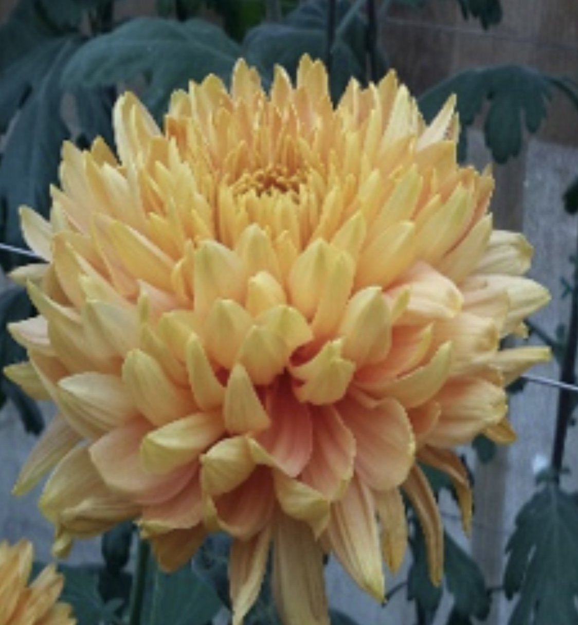 Apricot Princess Ann