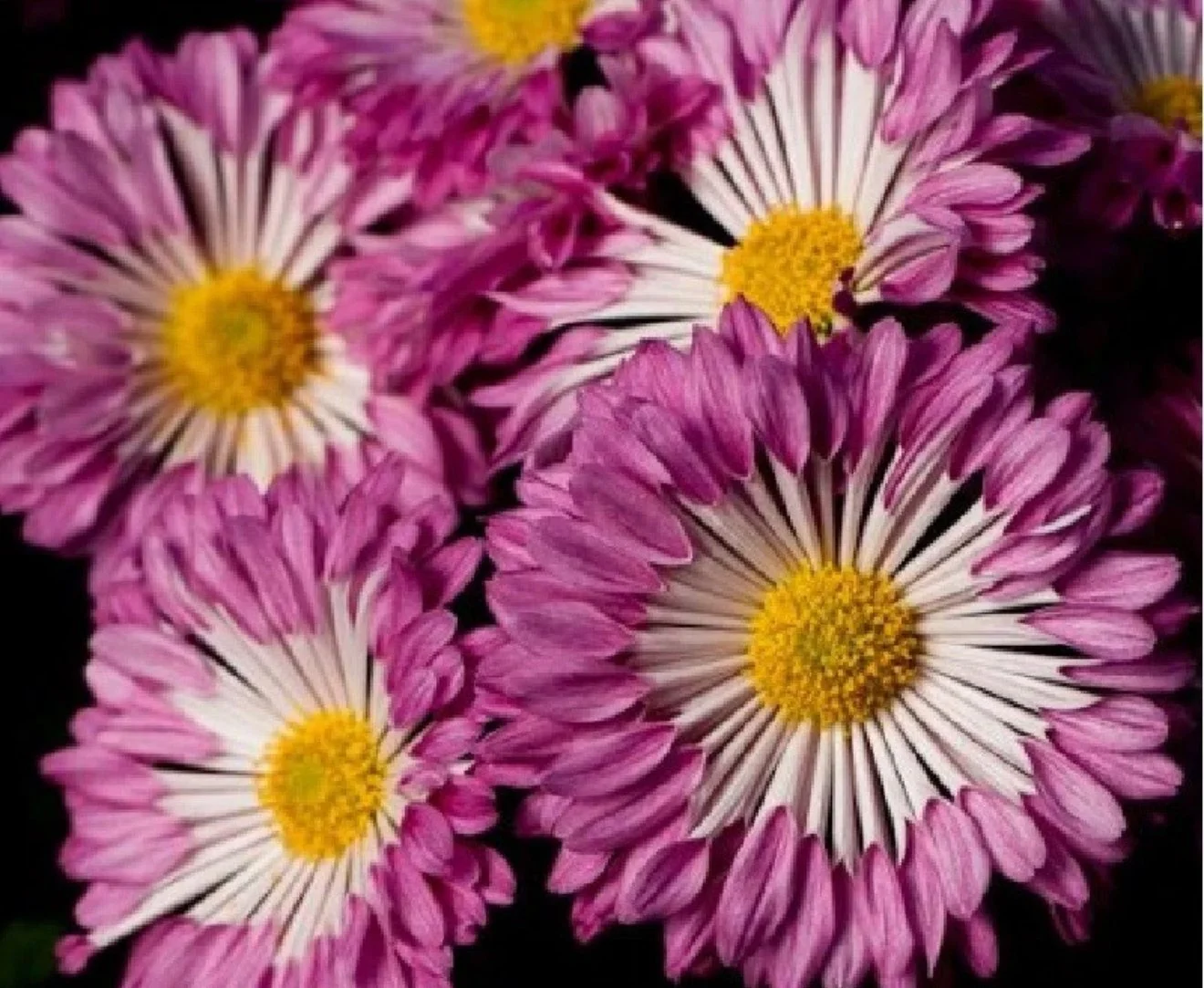 Pink Wheel Chrysanthemum