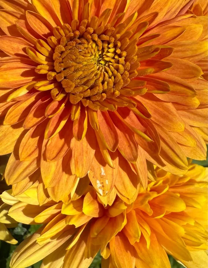 Tangerine
