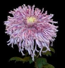 Mikiry Lavender Osterich