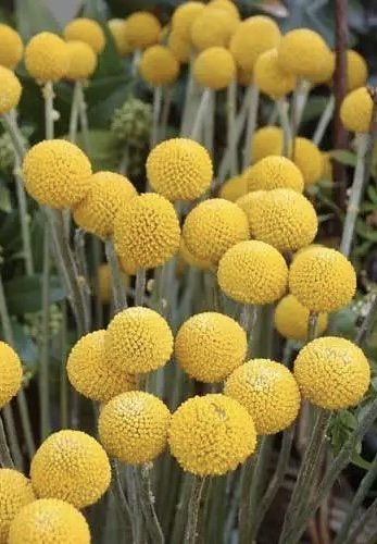 Billy Buttons
