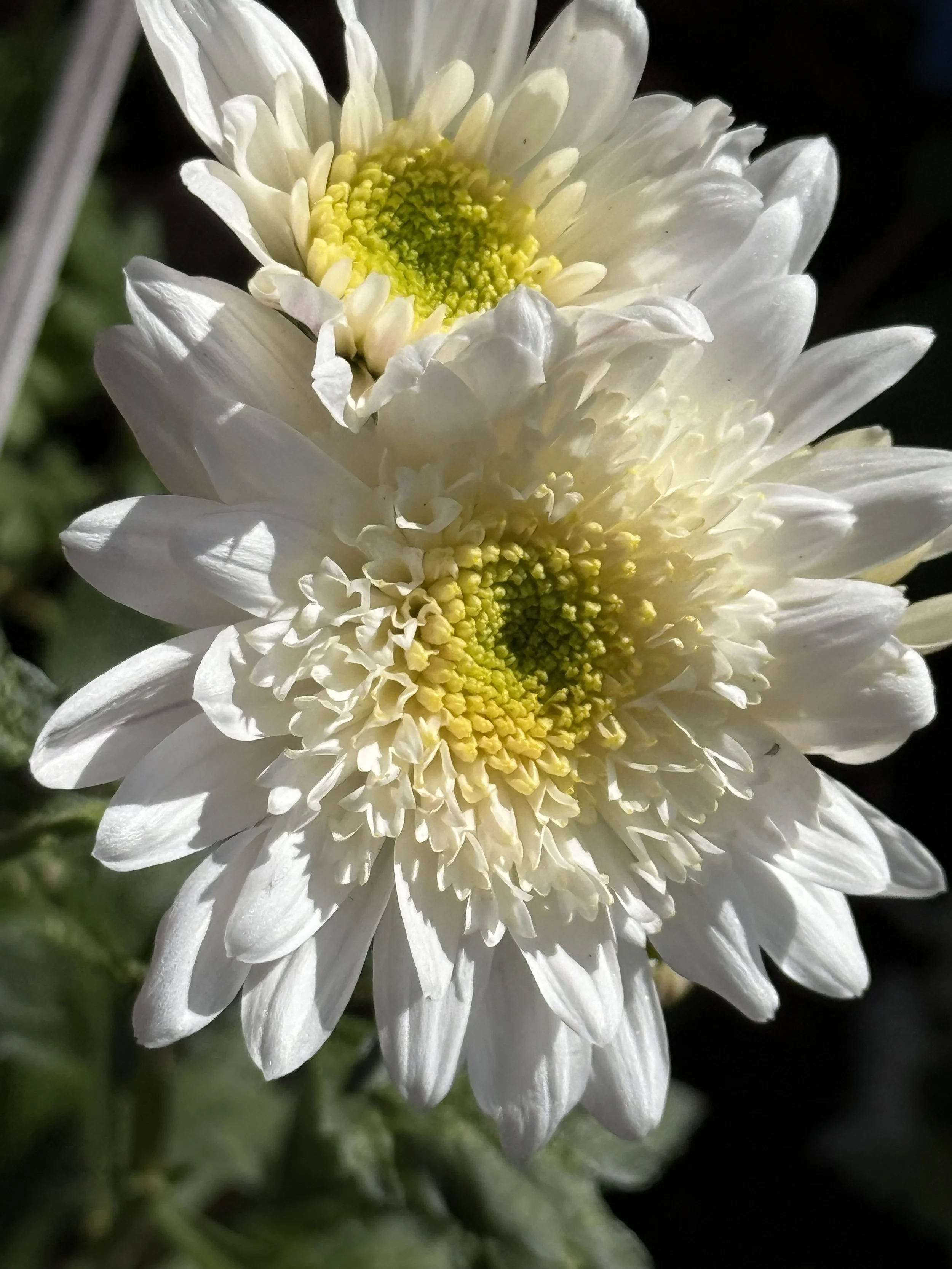 White with Lemon Centre