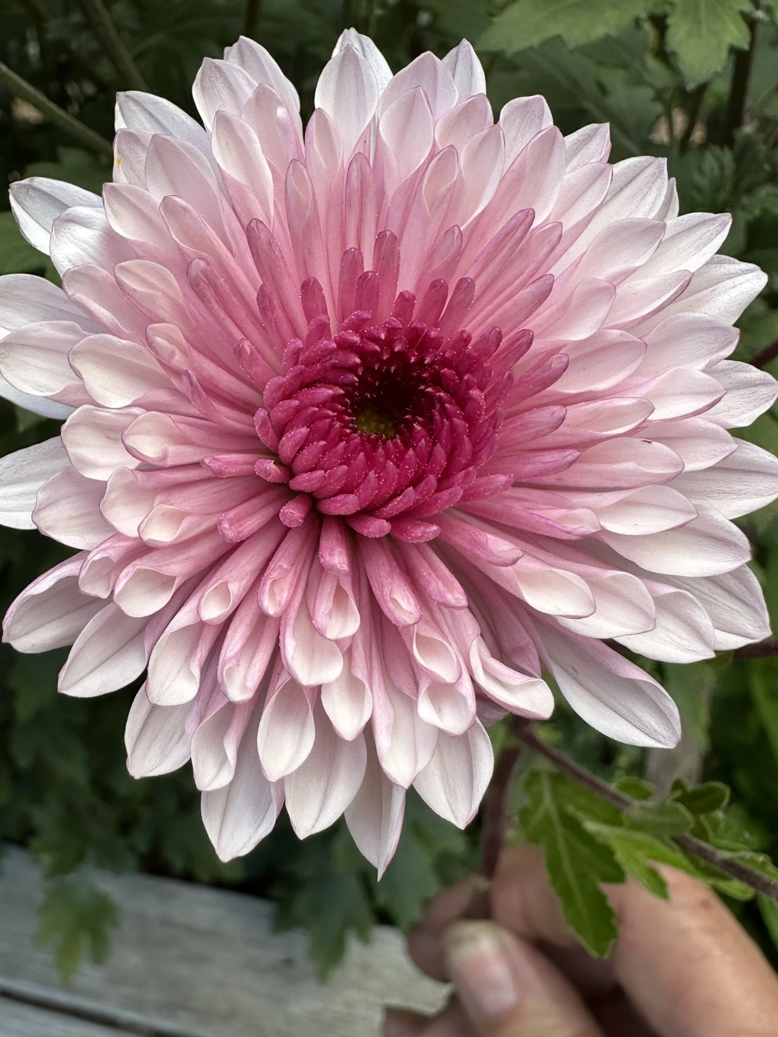 Mauve with Purple Centre