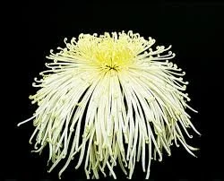 Chesapeake Spider Chrysanthemum