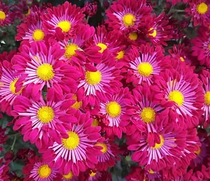 Purple Wheel Chrysanthemum