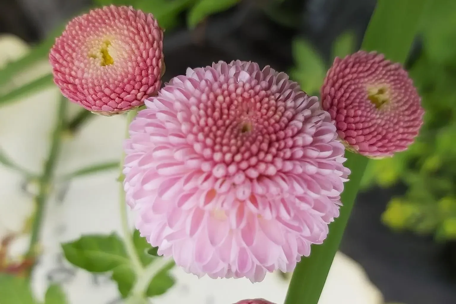Falls Baby Pink Chrysanthemum