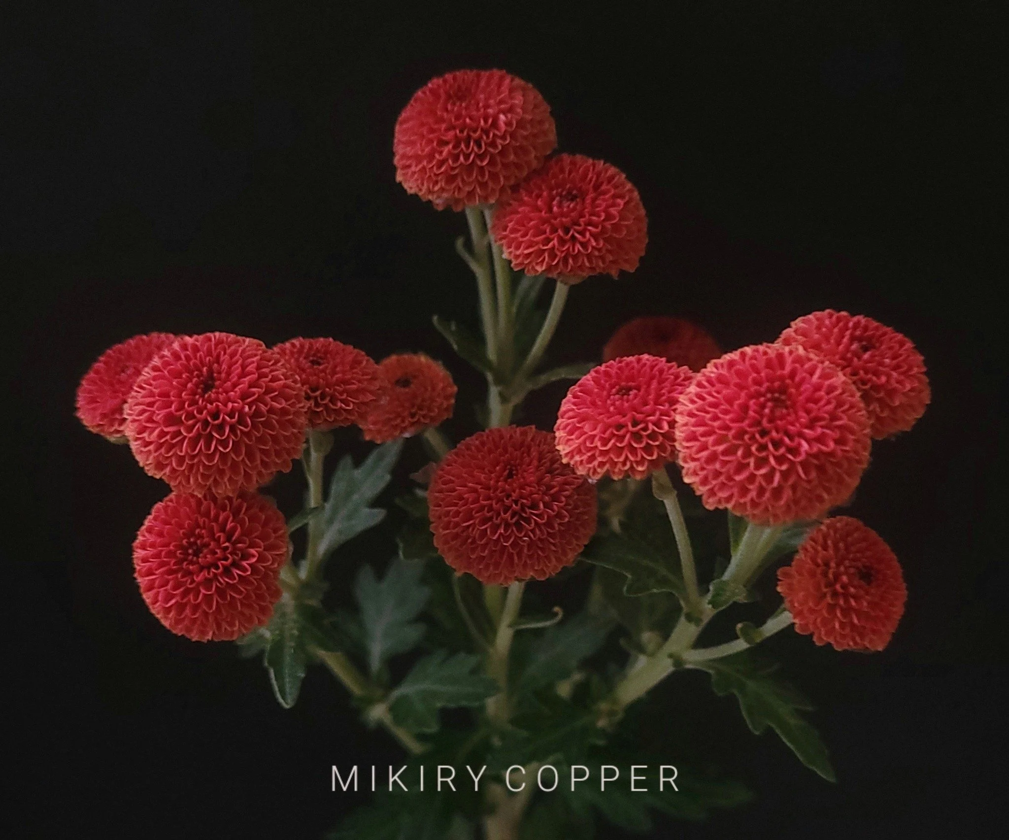 Mikiry Copper