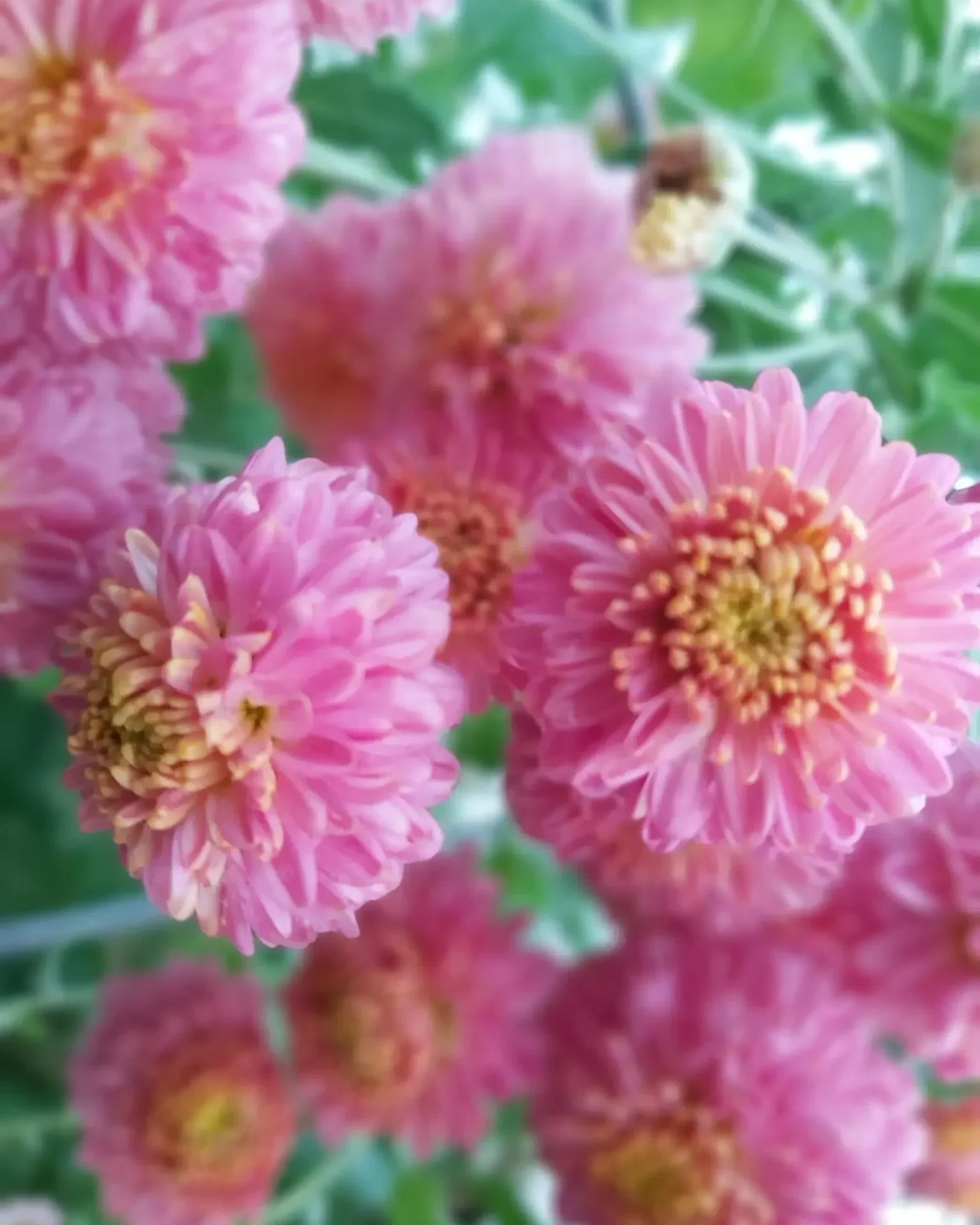 Falls Pink Gem Chrysanthemum