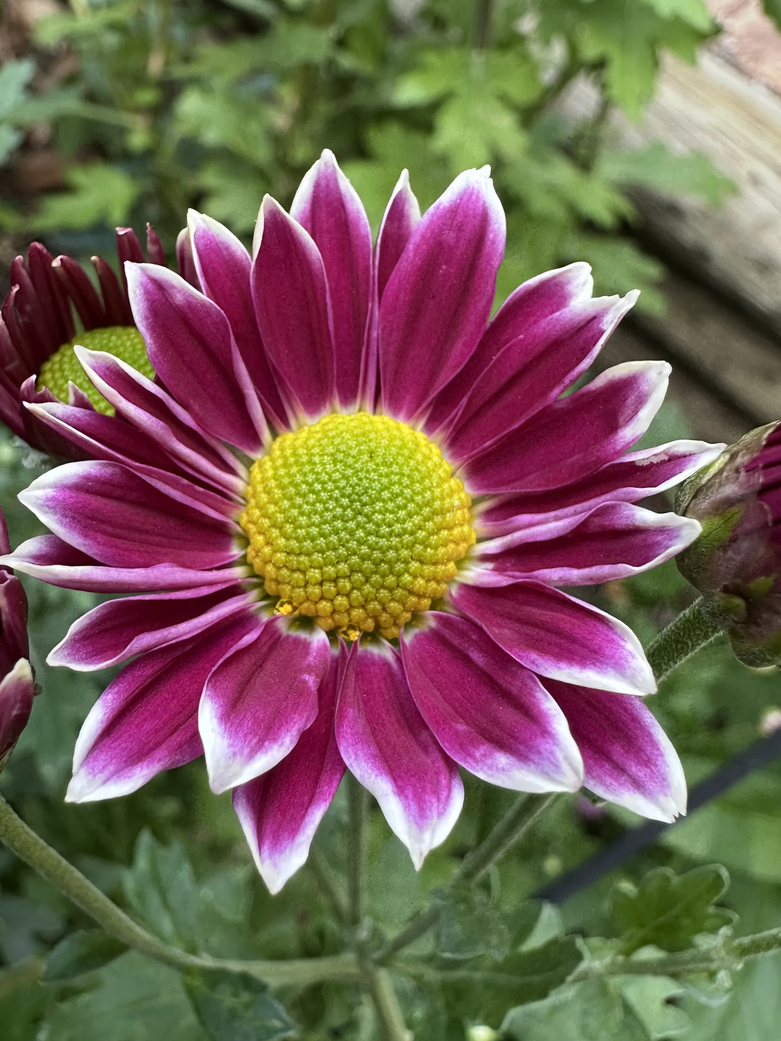 Purple and White Daisy