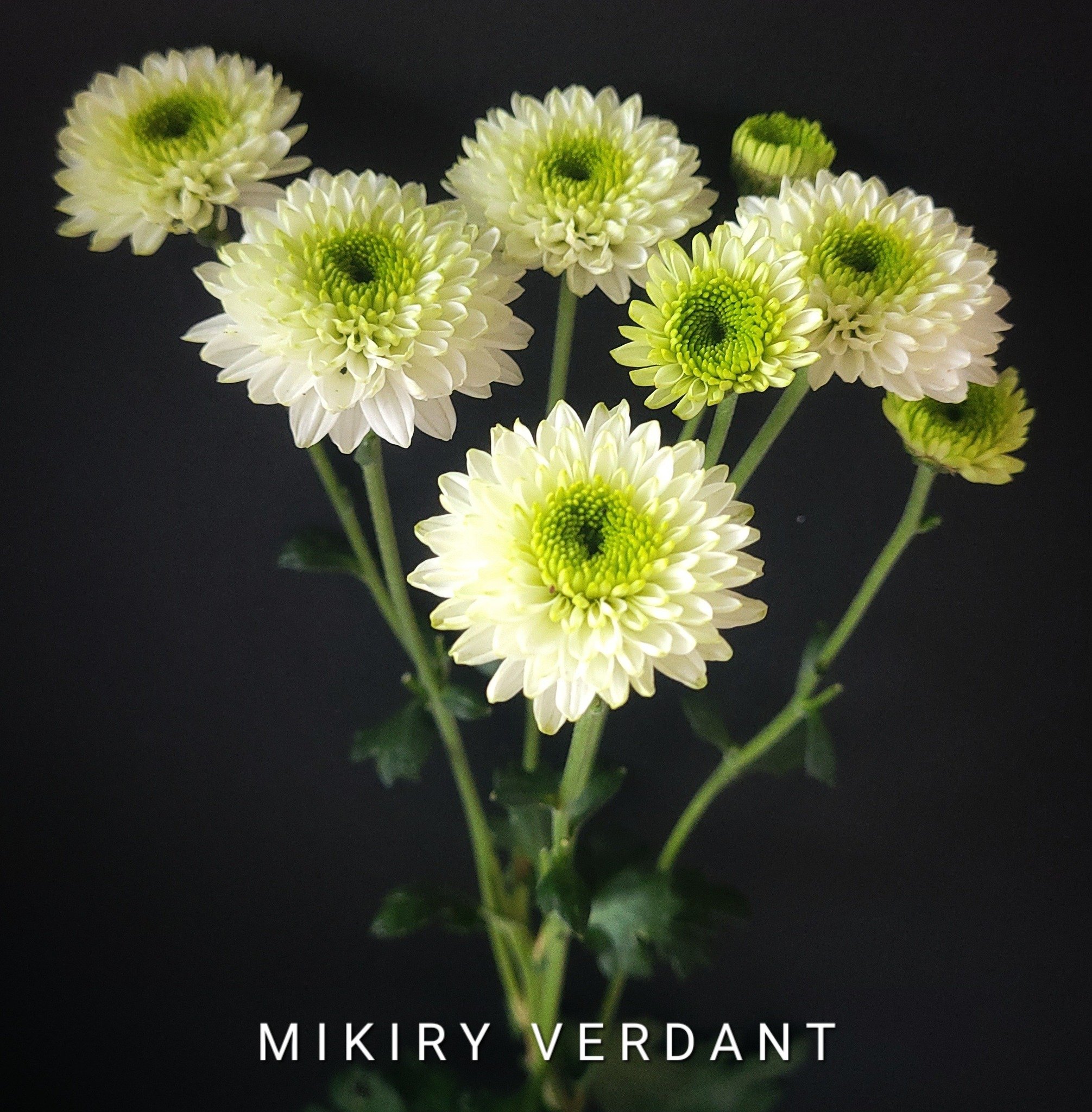 Mikiry Verdant