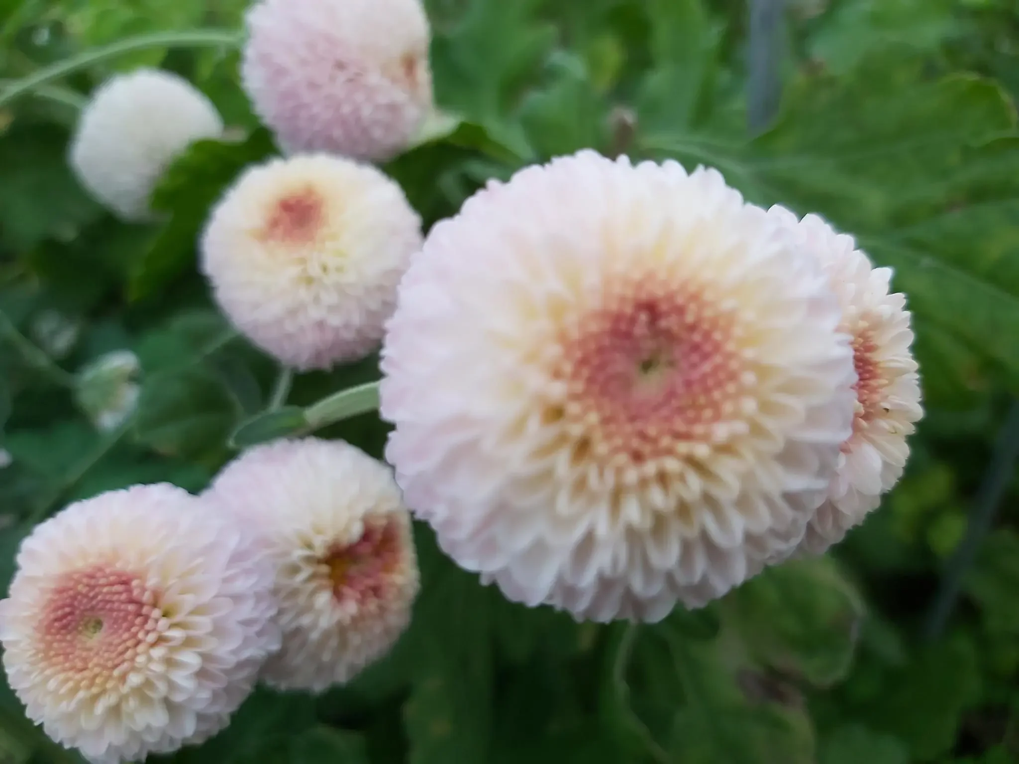 Falls Princess Chrysanthemum