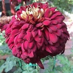 Seatons Silver Burgundy