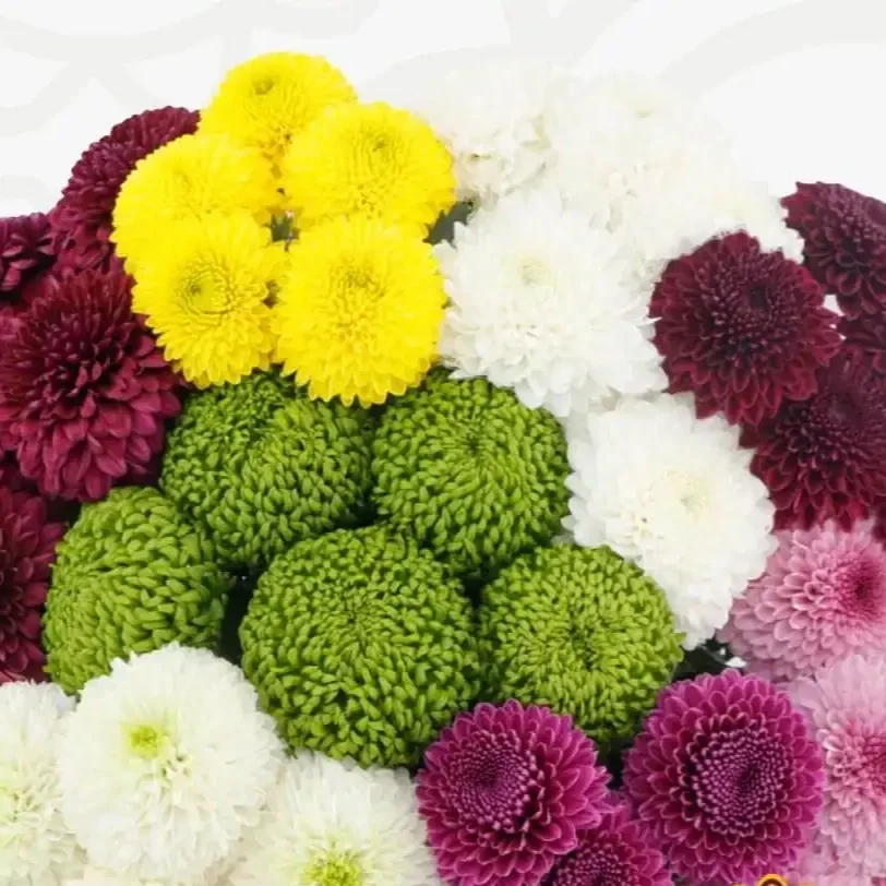 Button Chrysanthemums