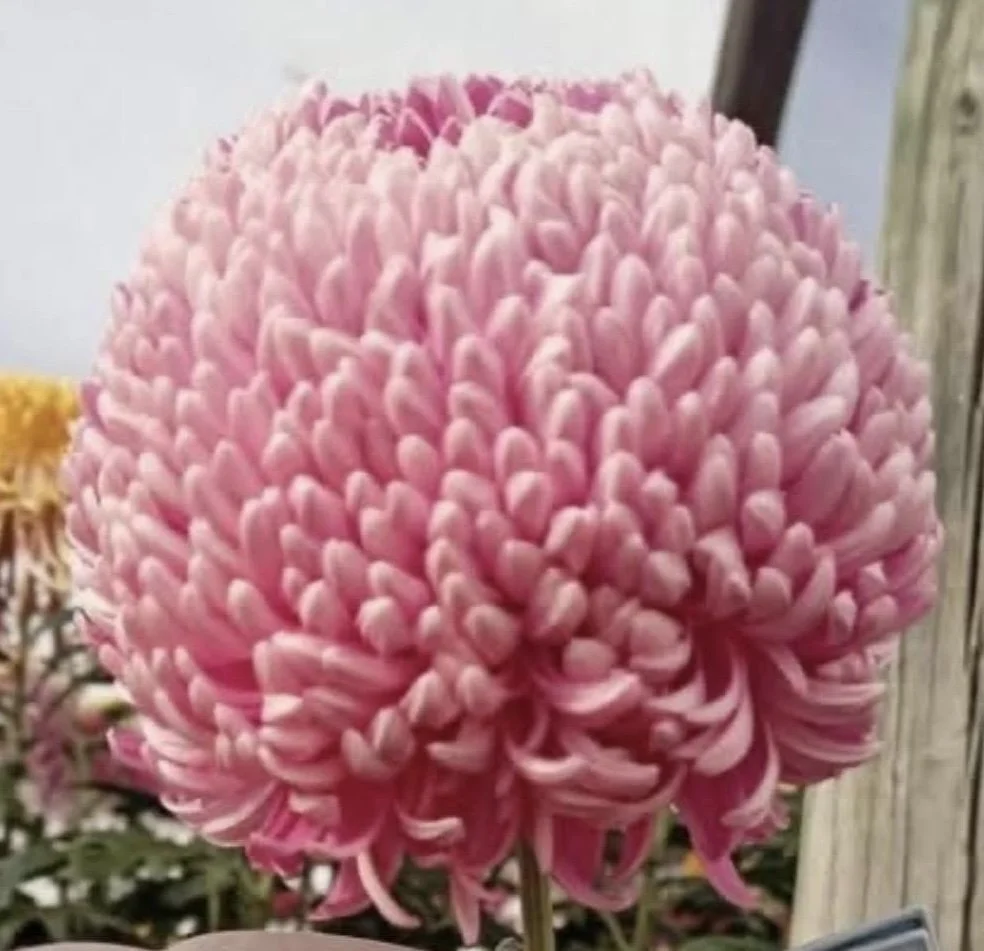 Seaton’s Pink Bliss