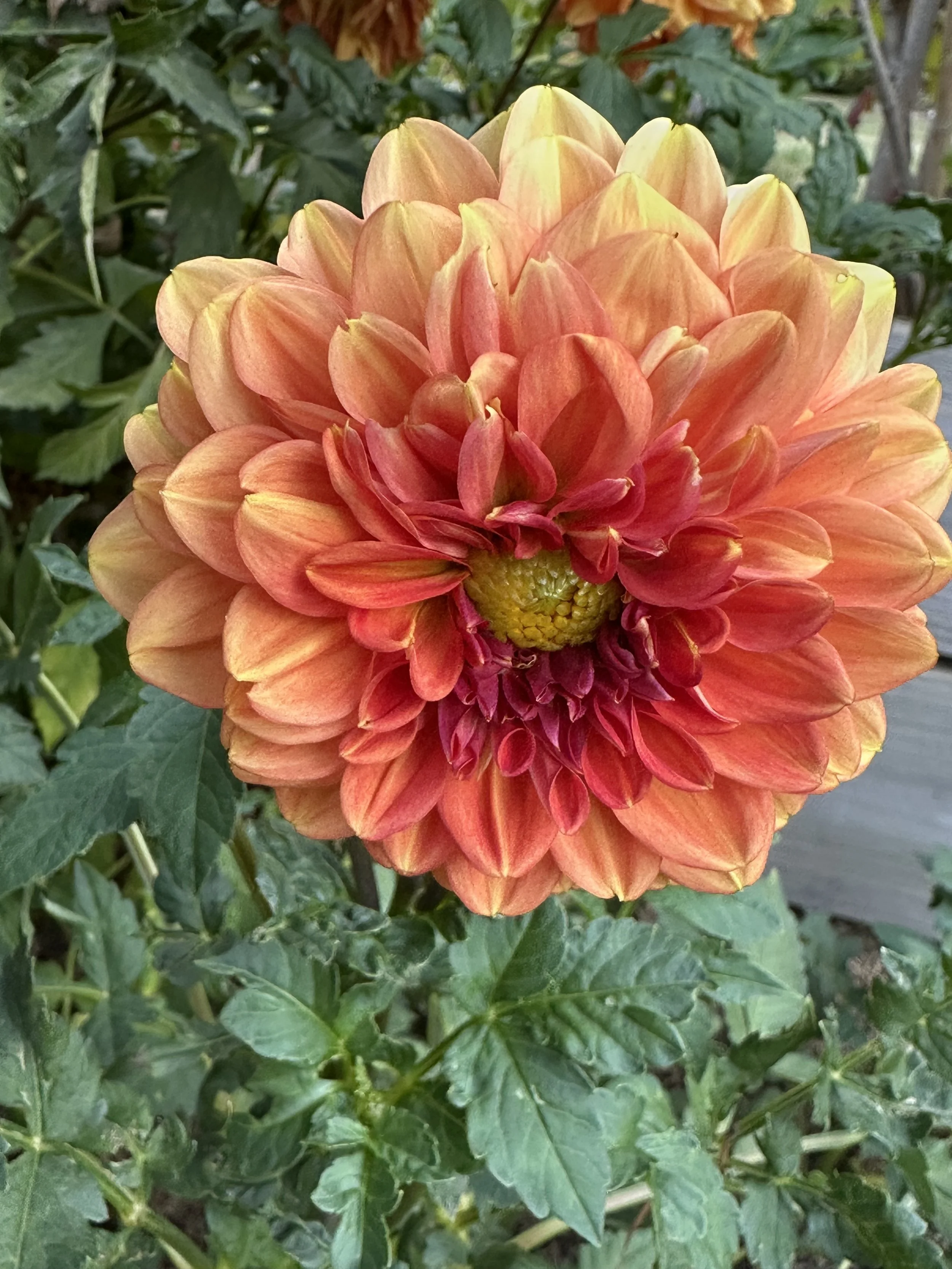 Orange with a touch of Red