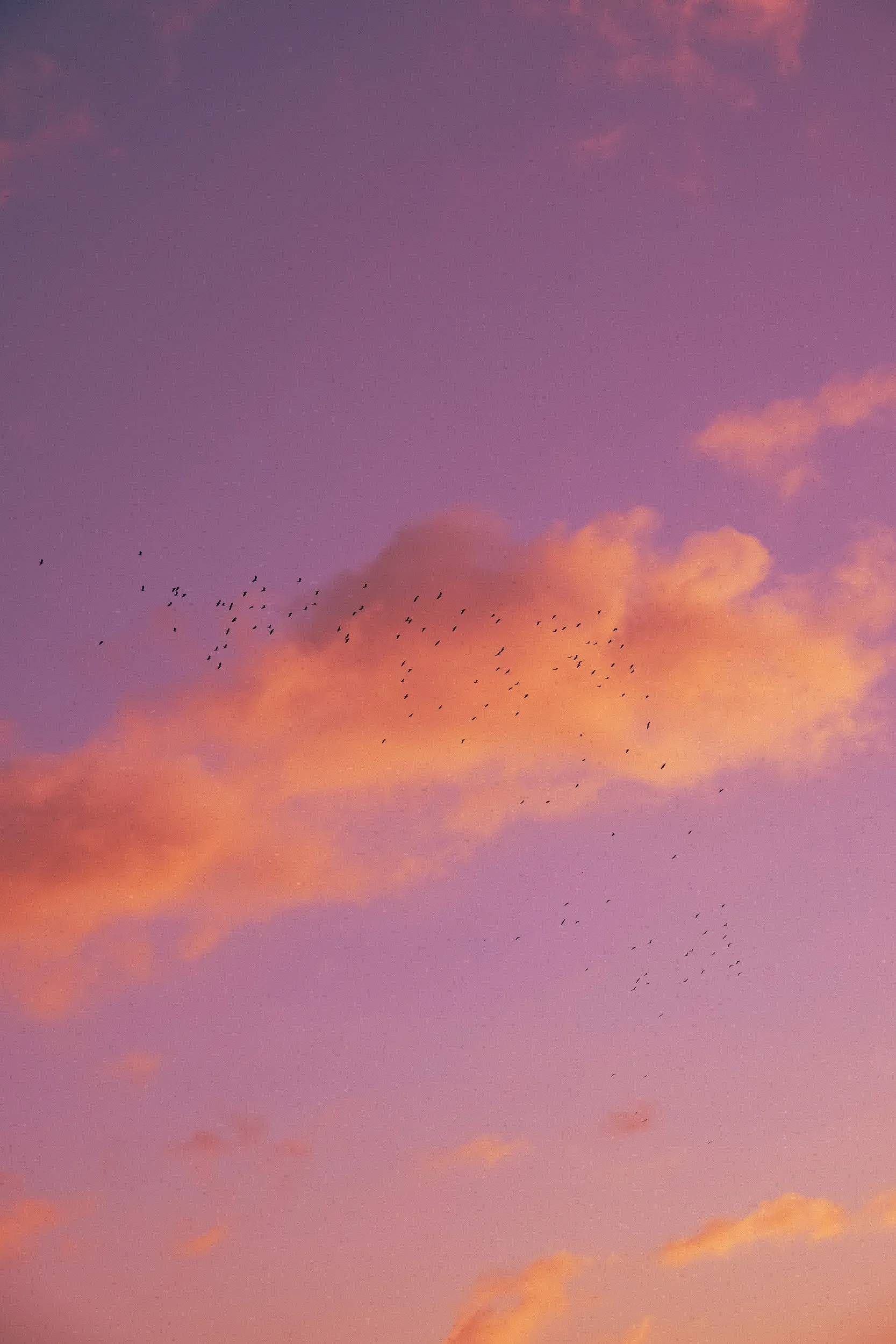 Ein Himmel bei Sonnenuntergang mit rosa und orangefarbenen Wolken und einer Vogelschwarm, der über den Himmel fliegt.