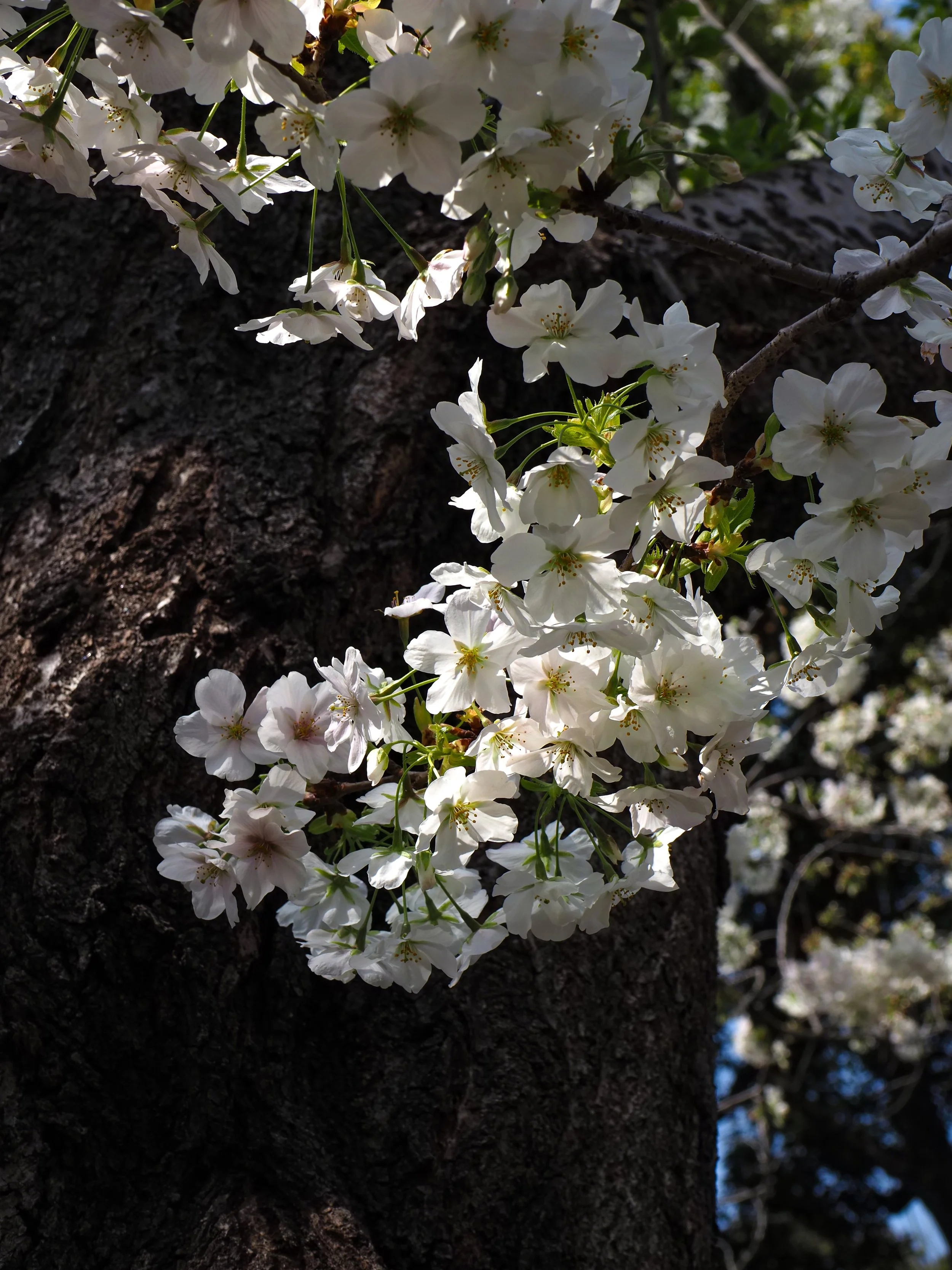 EDITED japan-64.jpg