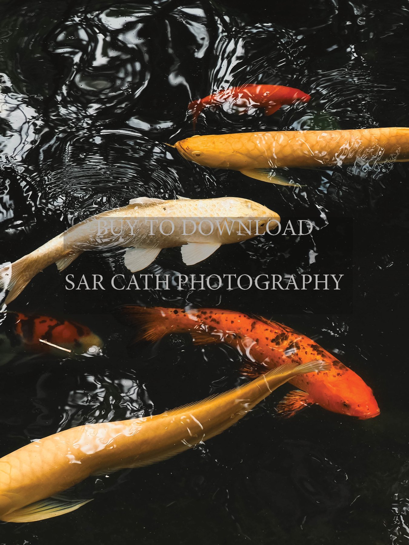 Photograph download - Fish in Singapore