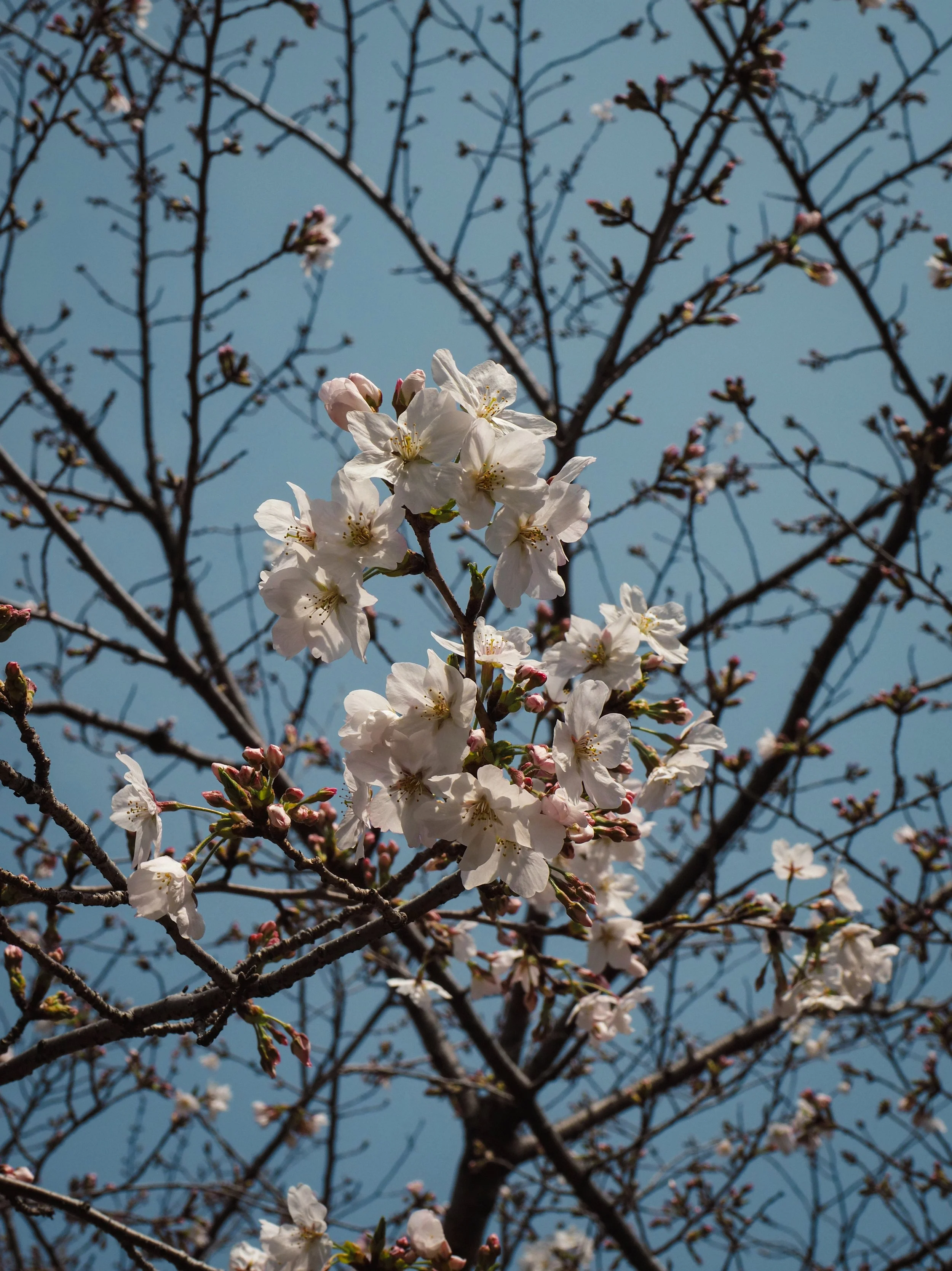EDITED japan-51.jpg