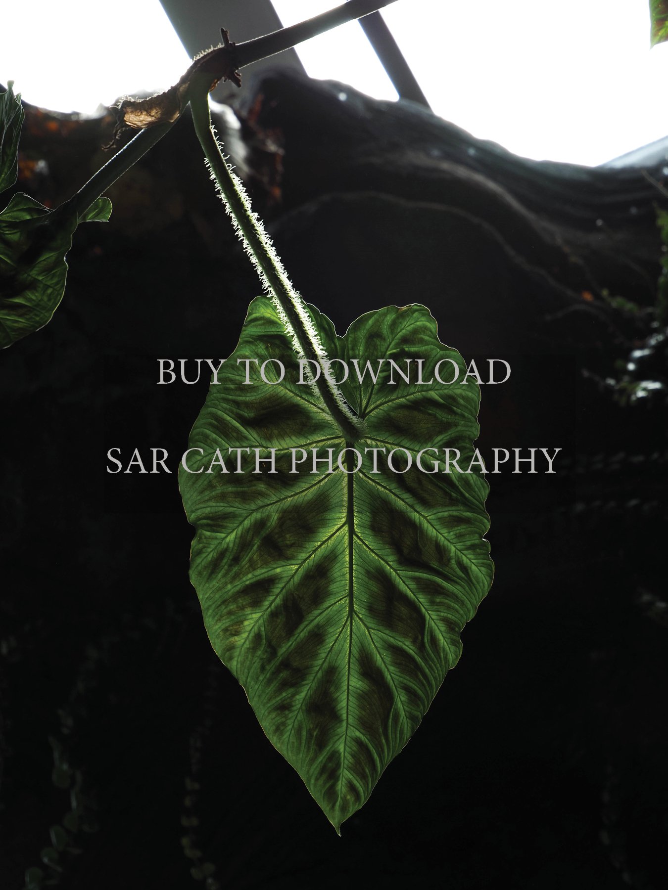 Photograph download - Leaf in Singapore