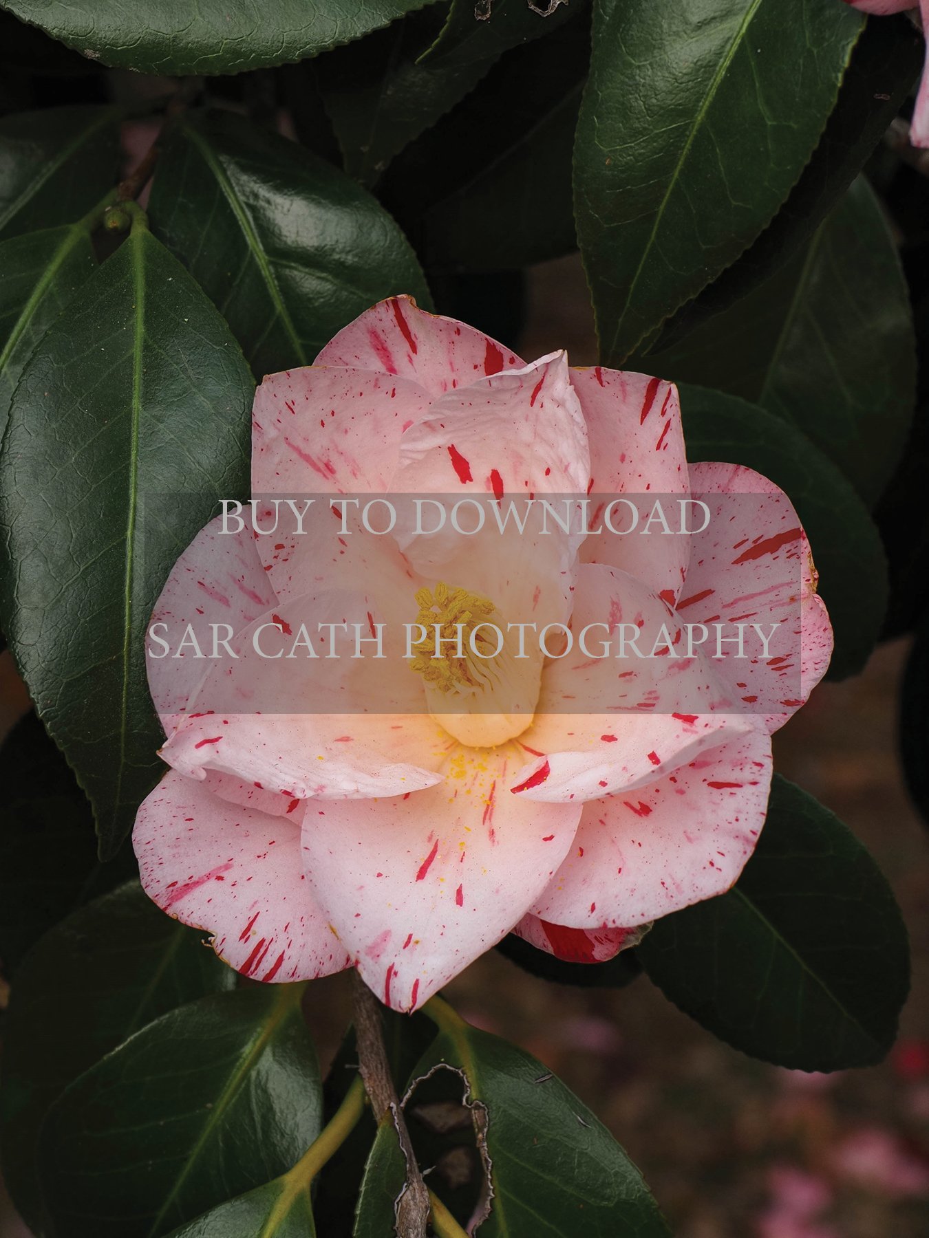 Photography download - Flower in Tokyo