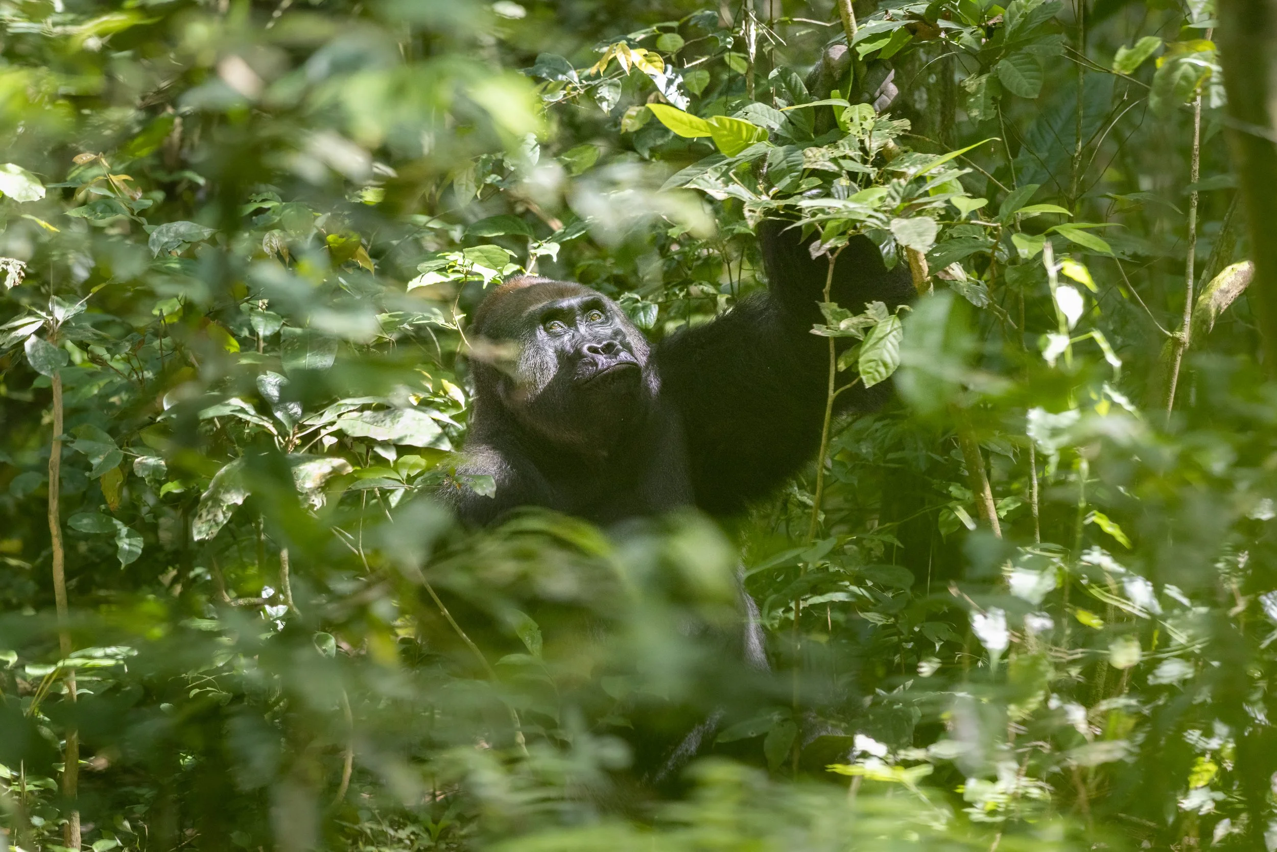 Zoonoses-04.JPG