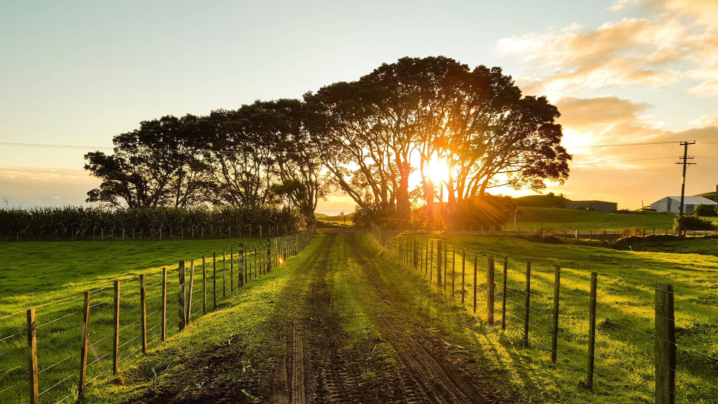 Sunset over a rural farm road with green fields, fencing, and large trees in the background.