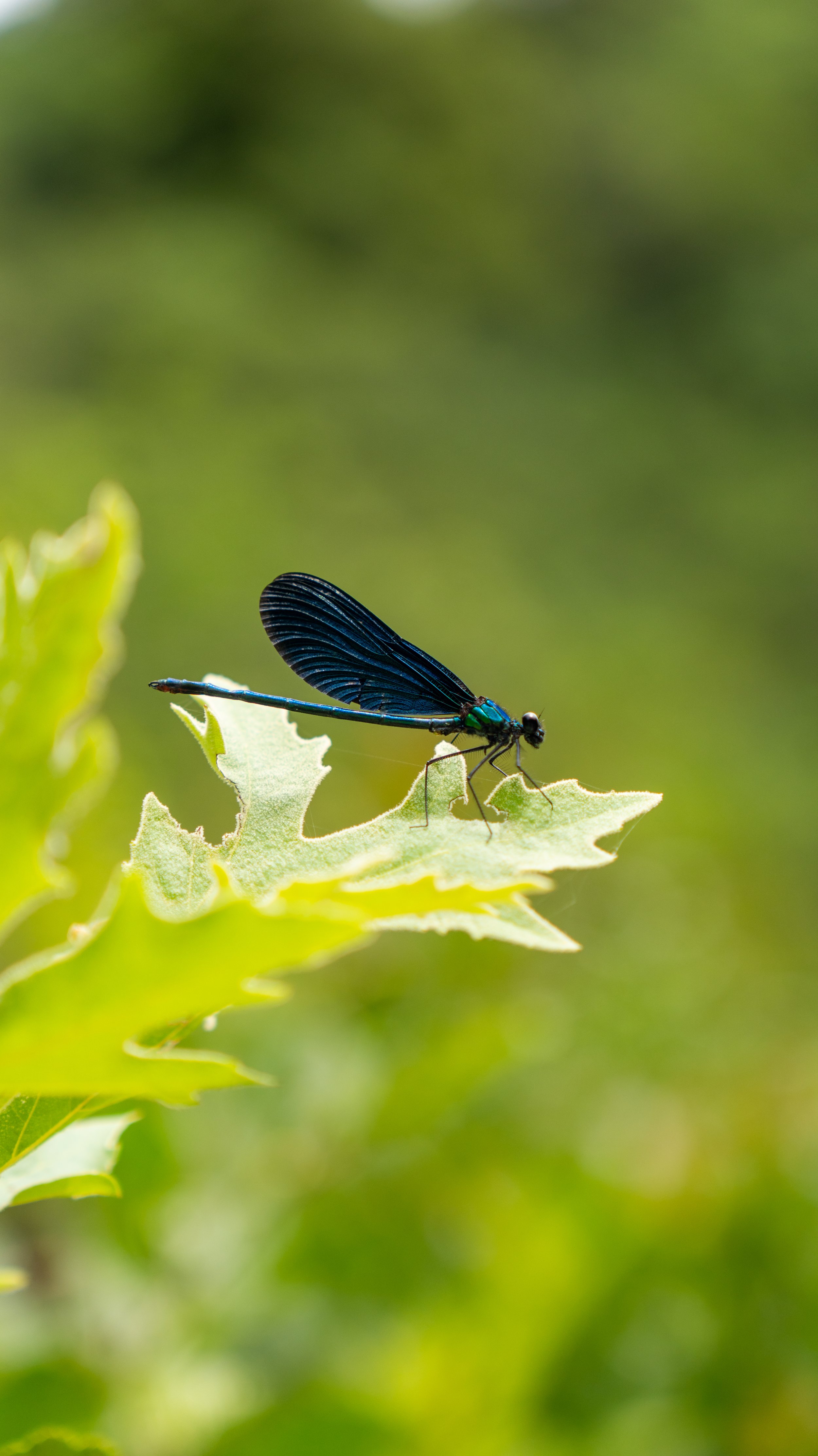 Close-up of a damselfly with iridescent blue and green body perched on a green leaf with a blurred green background.