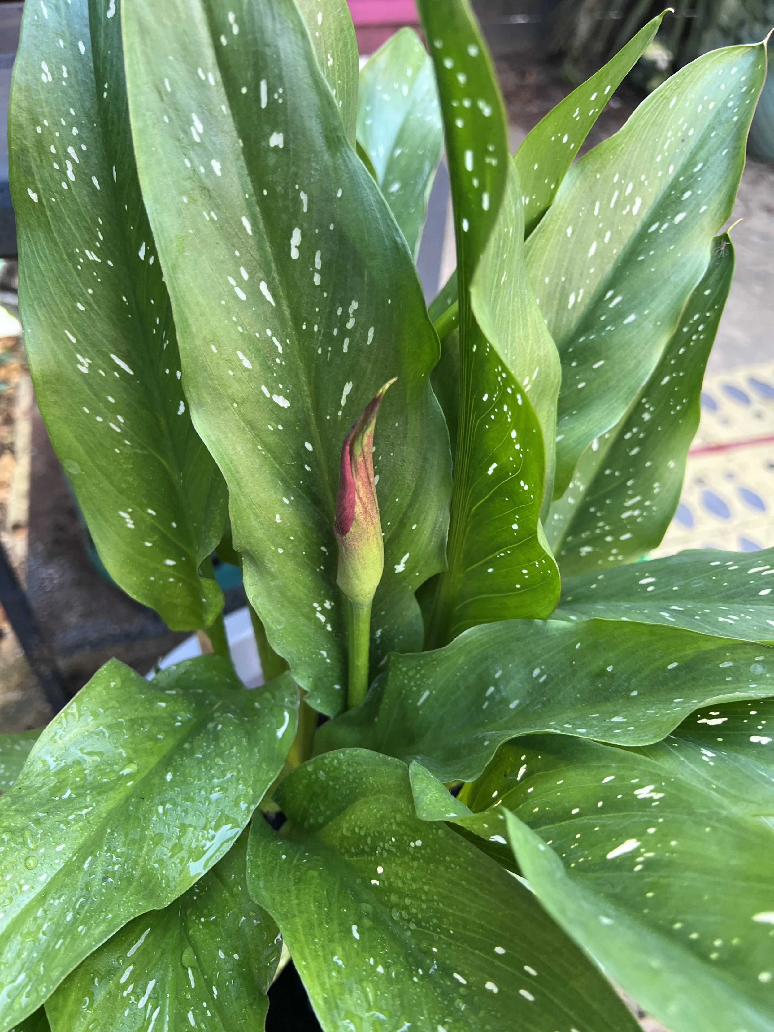 Lily about to bloom