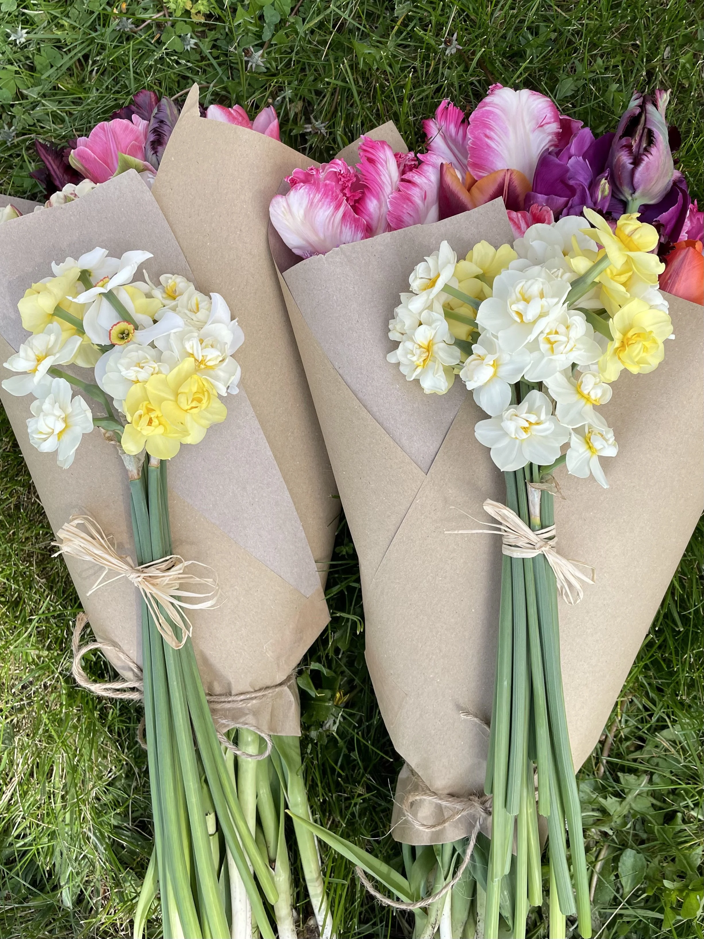 Bunches of white and yellow narcissi tied with raffia with bunches of colourful tulips wrapped in brown paper