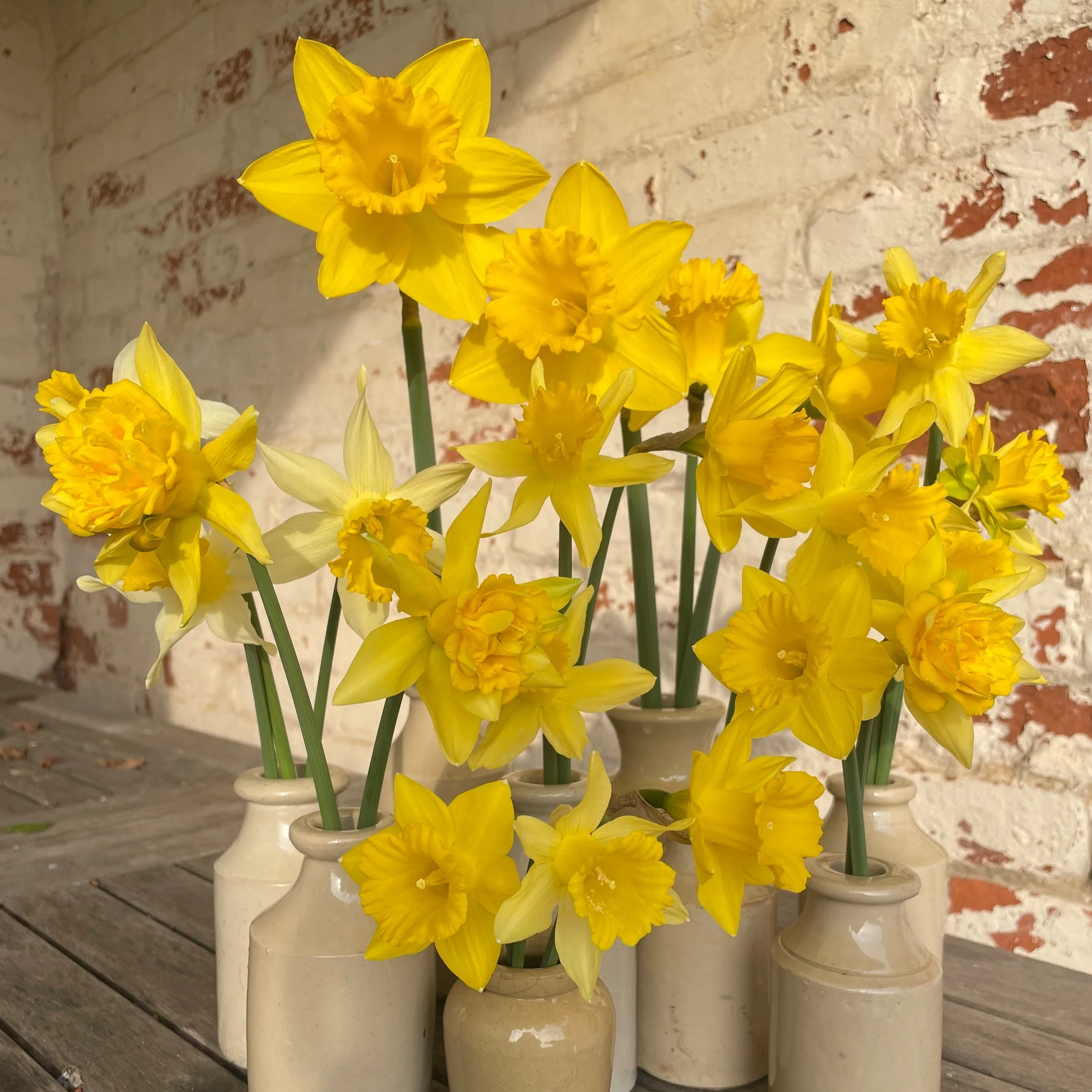 Arrangement of yellow daffodil flowers in small beige ceramic vases on a rustic wooden table against a white brick wall background.
