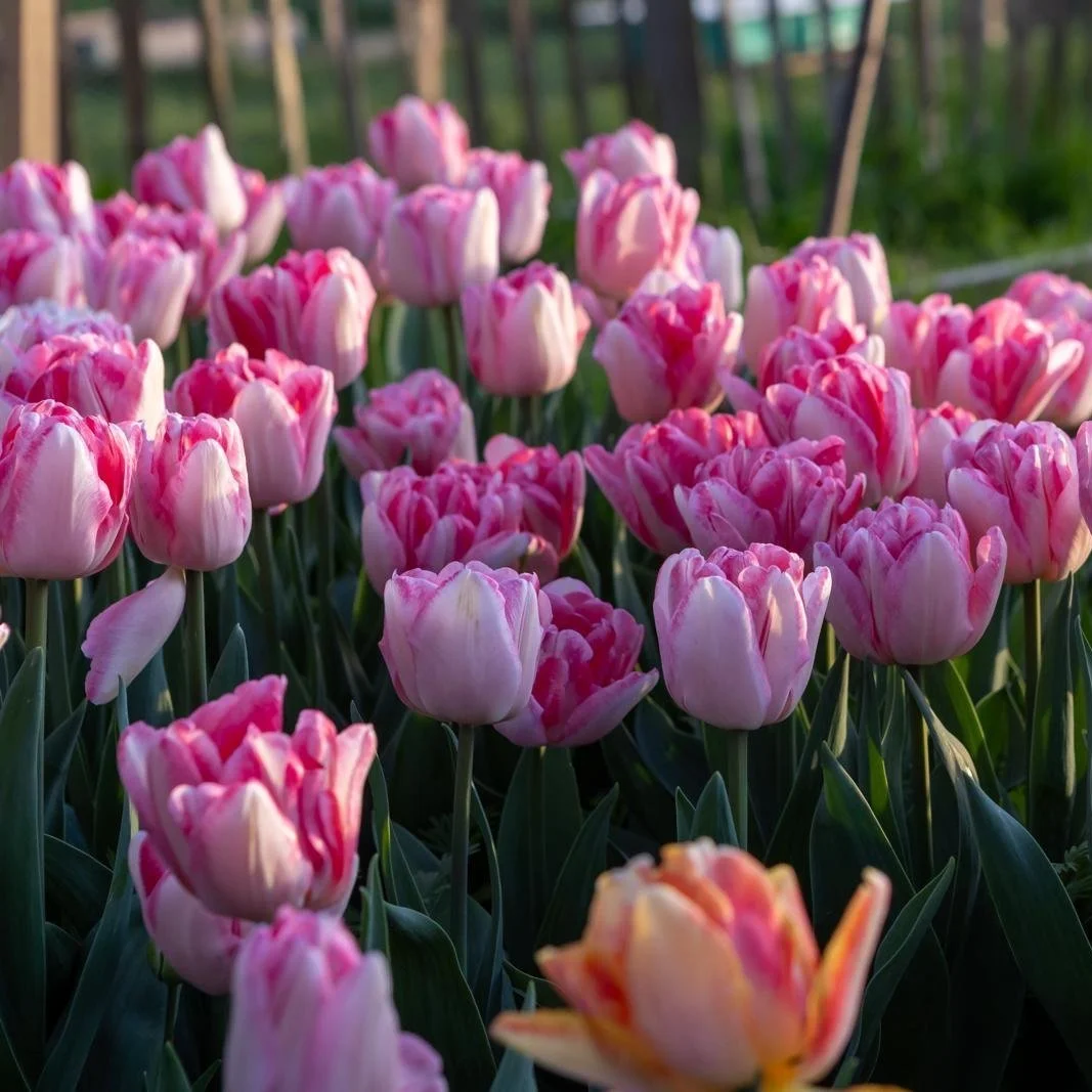 Pink and yellow tulips blooming in a garden.