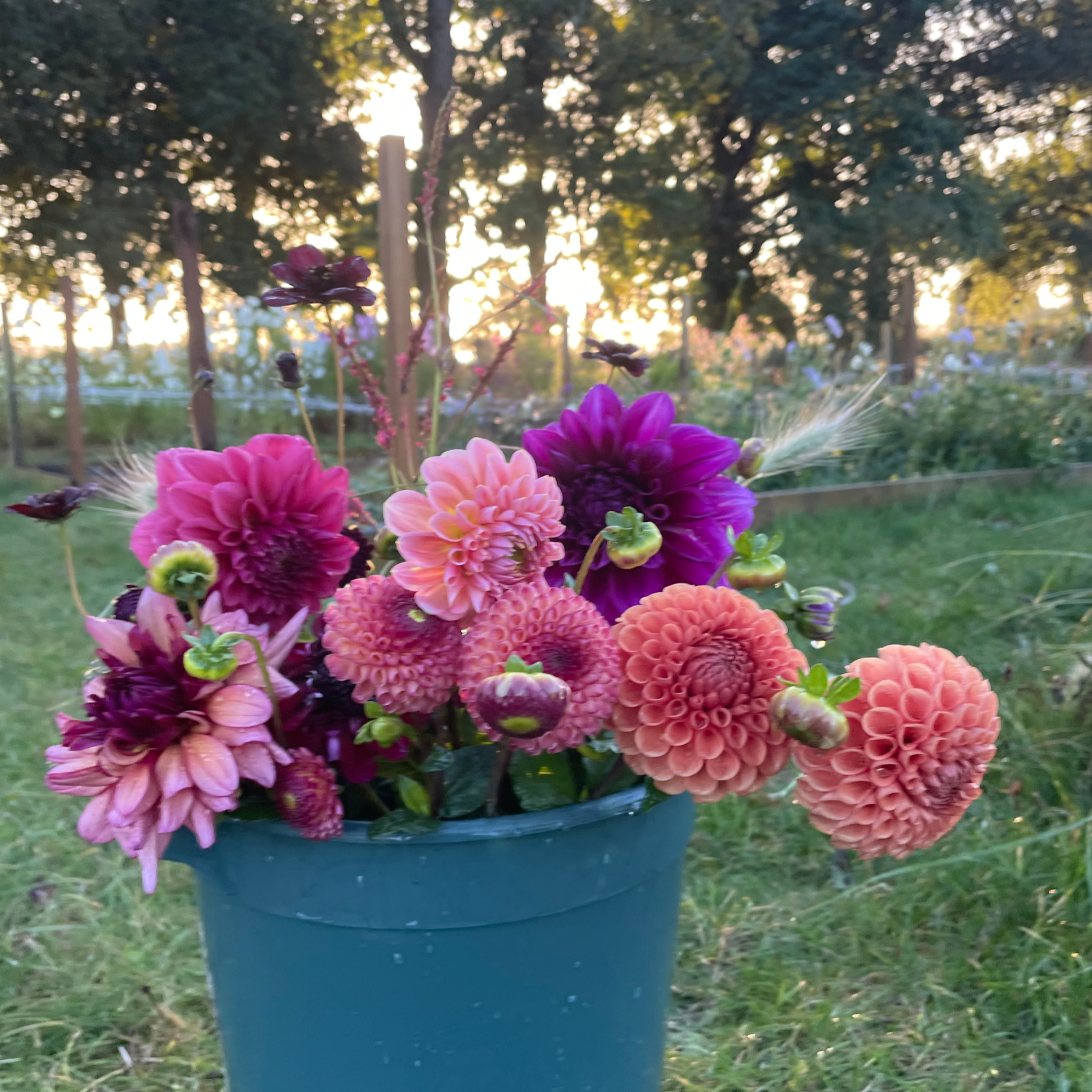 A blue flower pot filled with pink, purple, and peach-colored dahlias, set outdoors during sunset with trees and a field in the background.