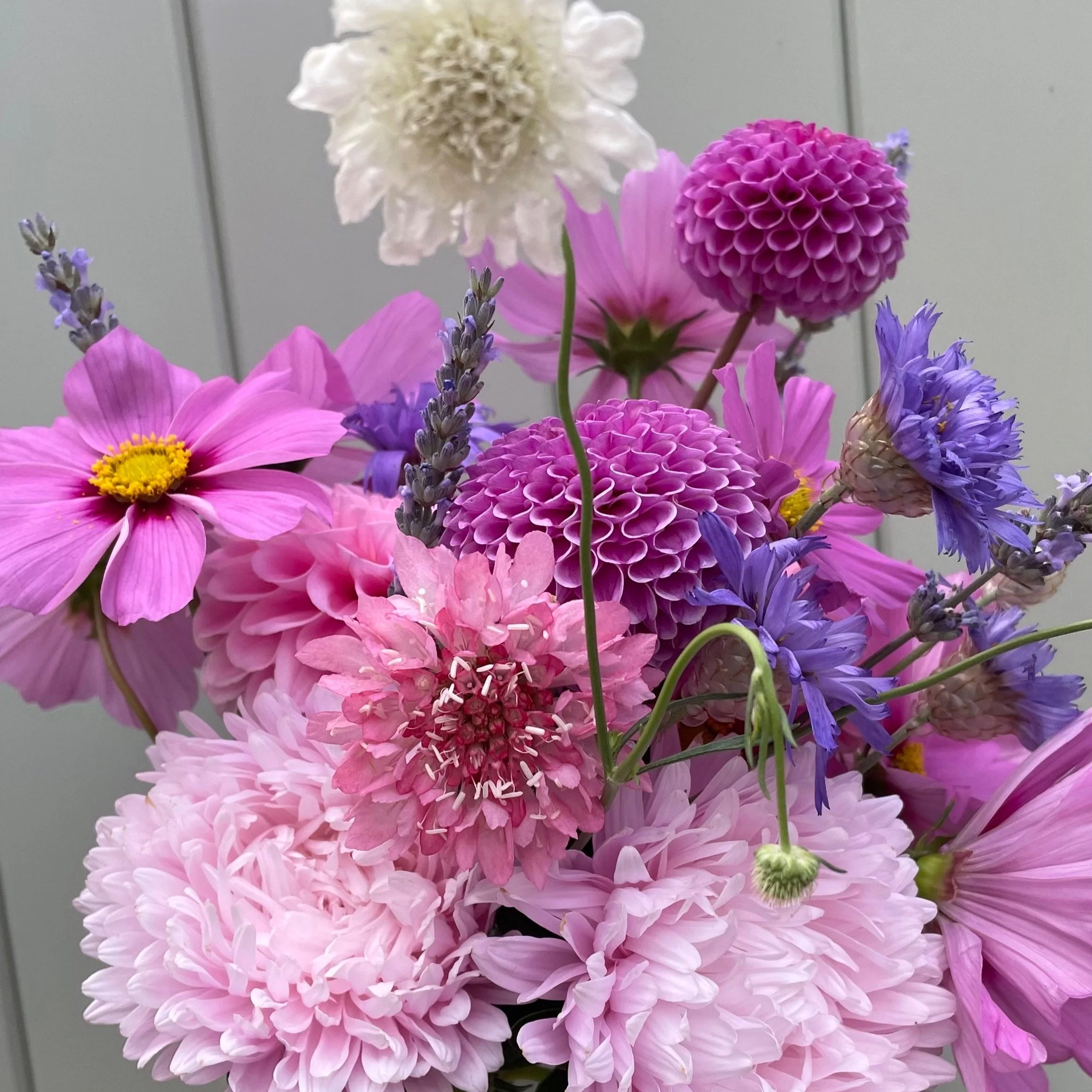 A bouquet of pink, purple, white, and blue flowers against a gray background.