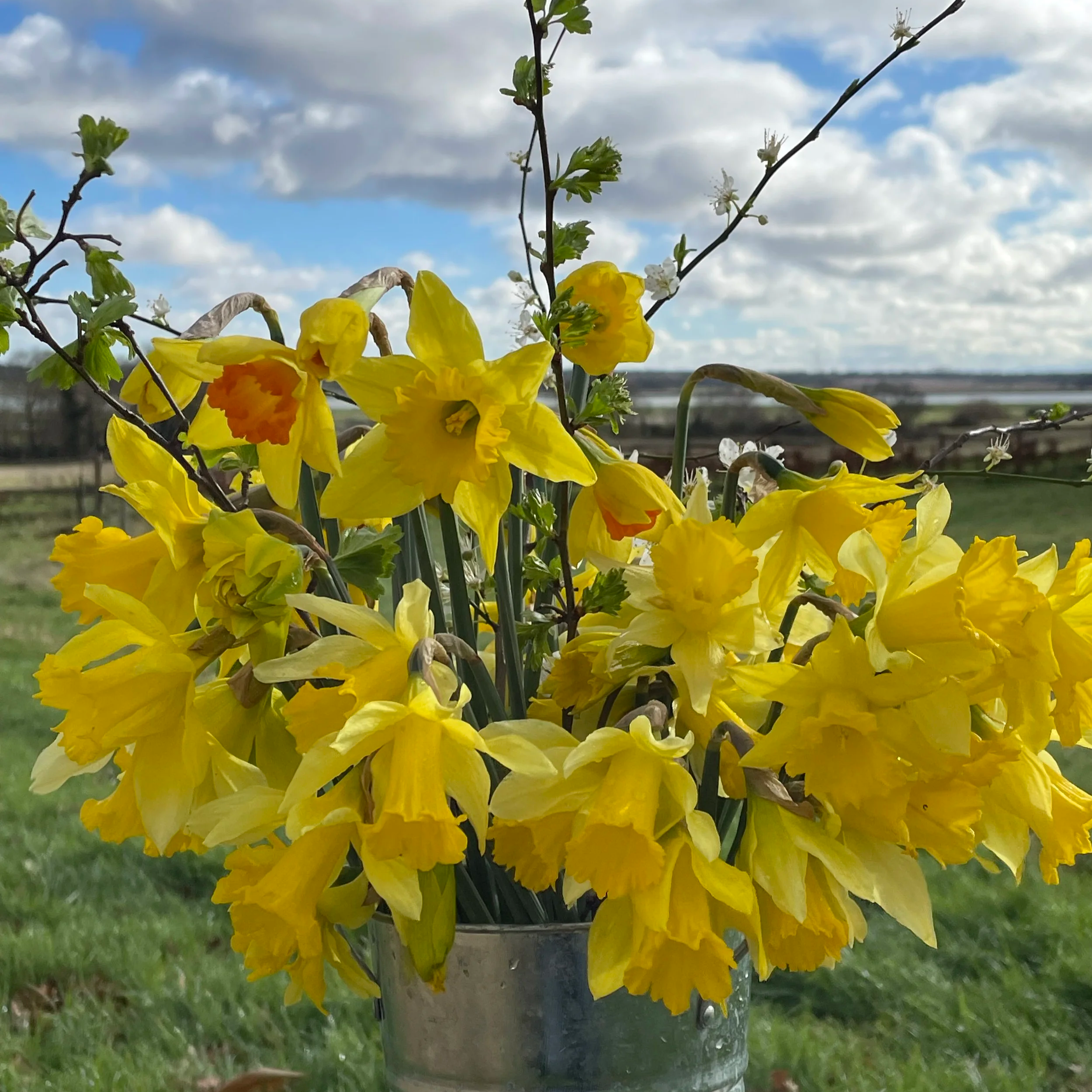 bucket of daffodils with a blue sky background