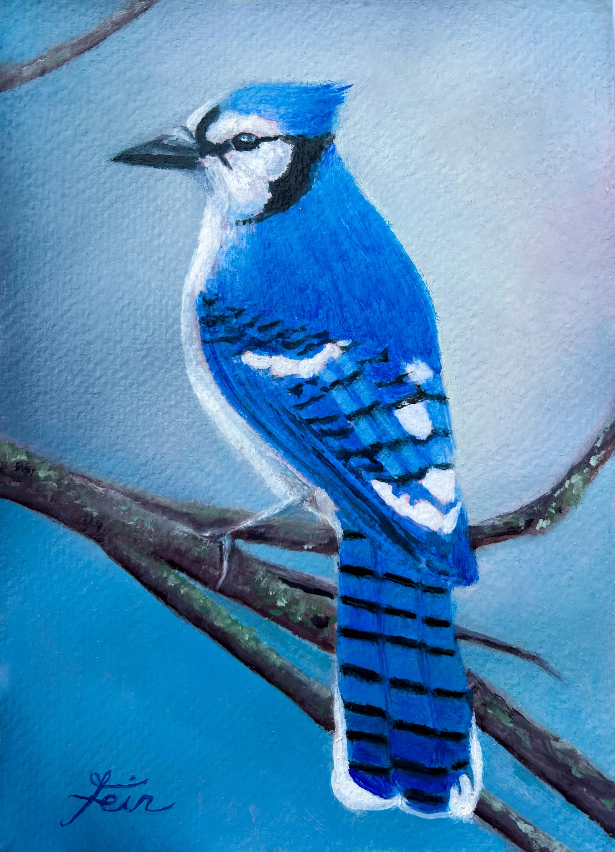 "Our Backyard Bluejay" - 5" x 7" Print