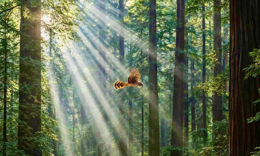 Hawk.JPG
