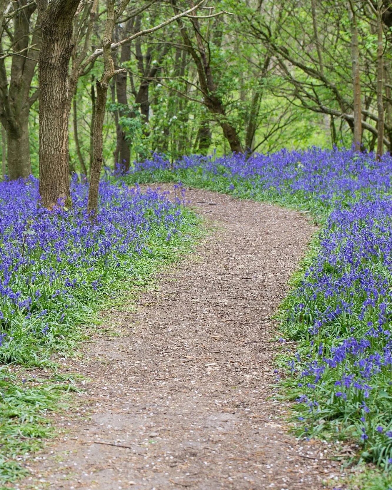 A winding dirt path leads through a spring woodland carpeted with blue-violet bluebells and tall trees.