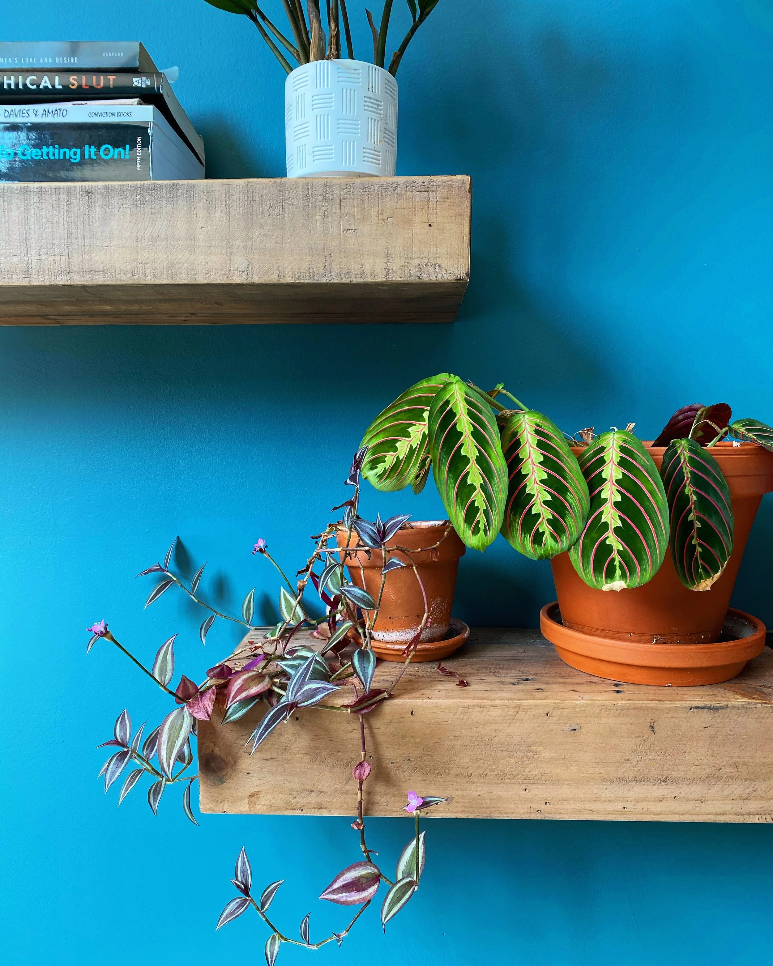 welcoming-therapy-space-plant.jpg