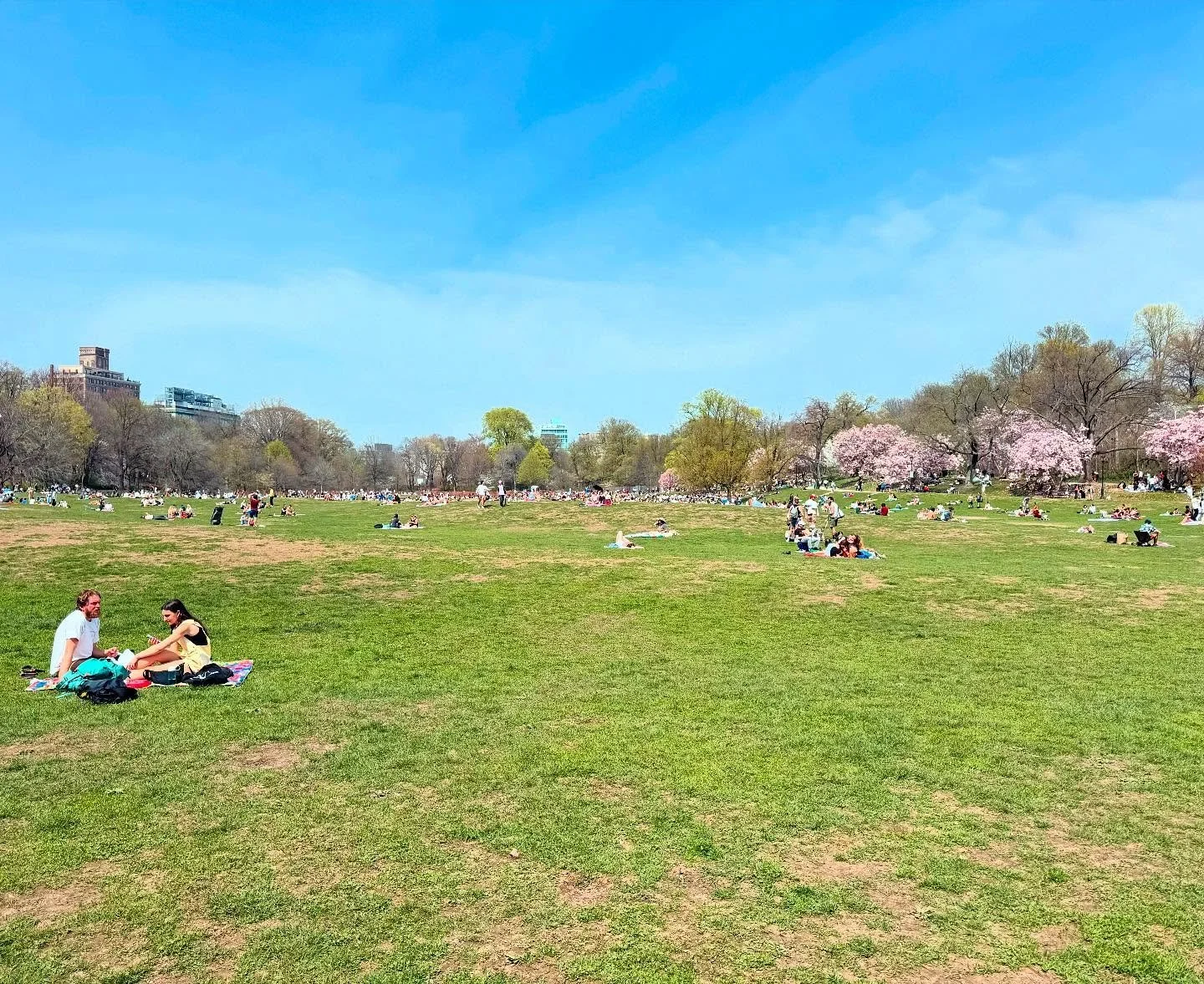 It&rsquo;s picnic season in Brooklyn. 🌸 #prospectpark #picnic #mentalhealth