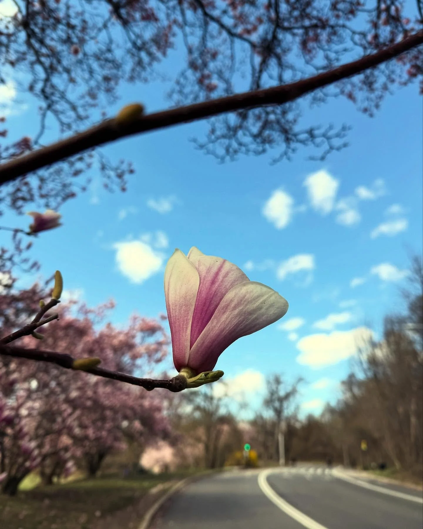 Spring has arrived in Prospect Park! #brooklyn #nyc #groundworktherapy #mentalhealth
