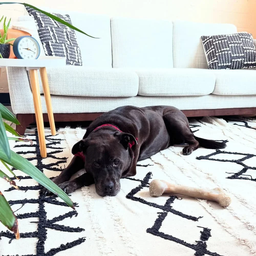 Therapy dog resting in a psychotherapy office