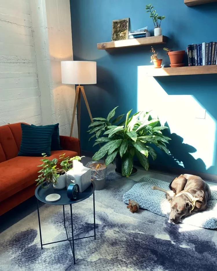 Therapy dog lying in a psychotherapy office