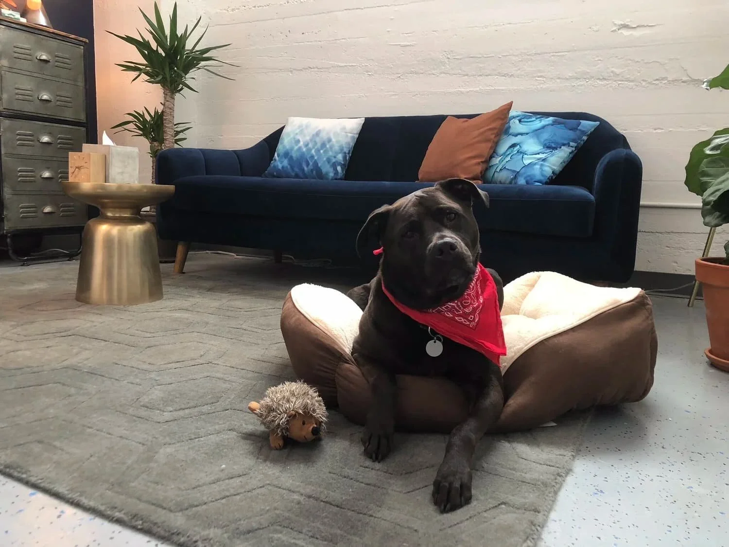 Groundwork Therapy's therapy dog in the office