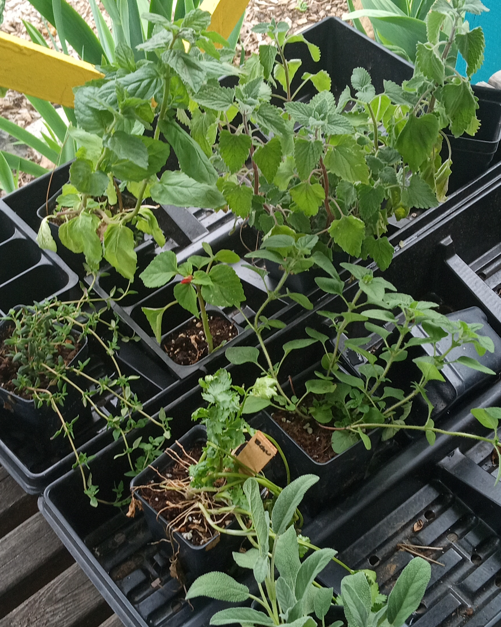 Green Guerillas Spring Plant Distribution