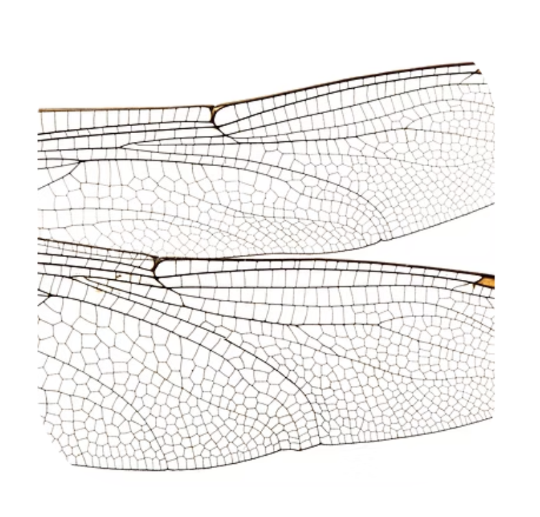 ACKNOWLEDGE THE GOOD