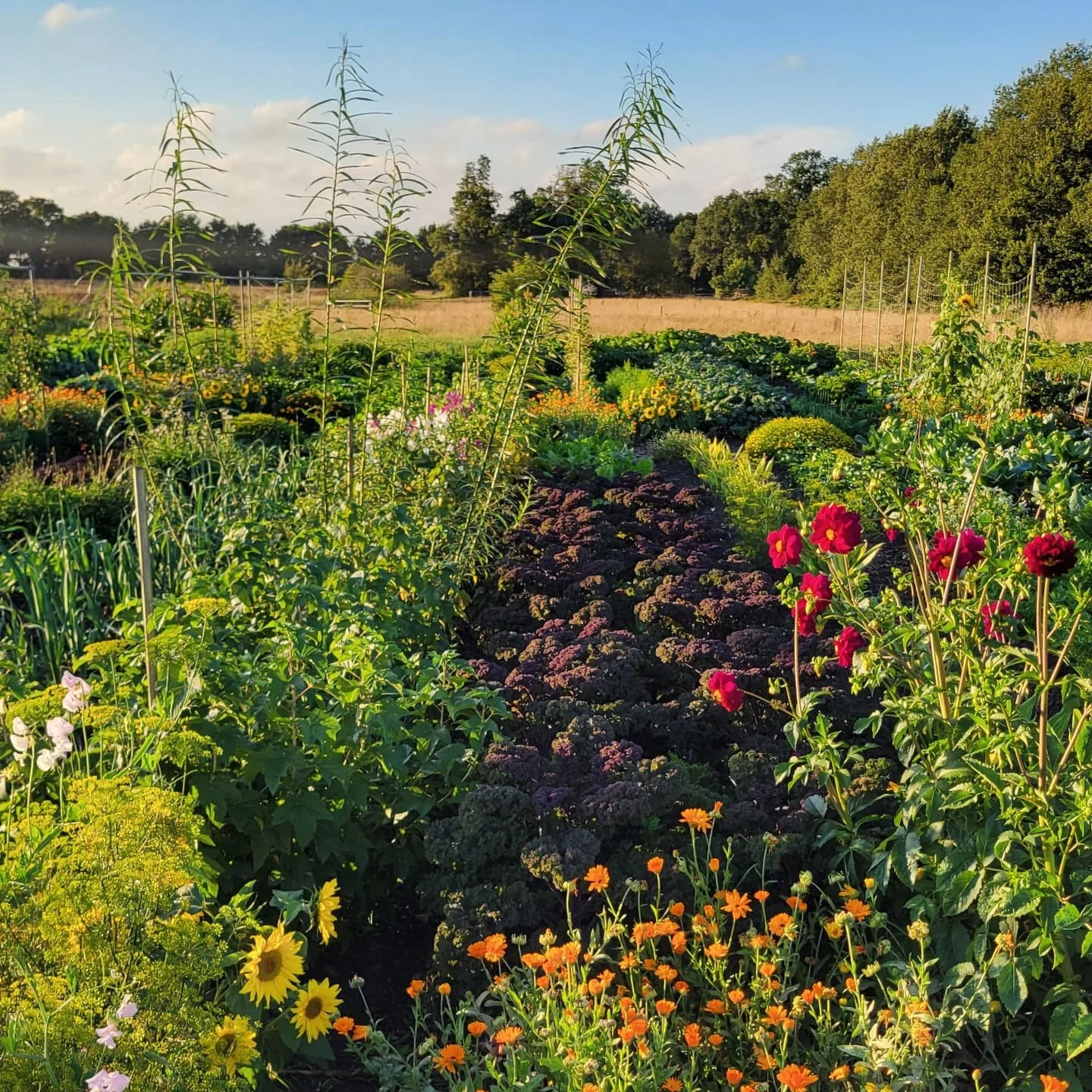 Groentetuin of bloementuin? 🌻🌸🍀

Laten we zeggen een groentetuin met heel veel bloemen 🥰. We telen dit jaar ruim 140 soorten gewassen, van snijboon tot rode kool en van viooltje tot zonnebloem tot dropplant. Een oase aan geur, kleur en smaak!

Le